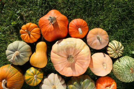 Photo for Pumpkins and squashes varieties on the grass. Colorful pumpkins background. - Royalty Free Image