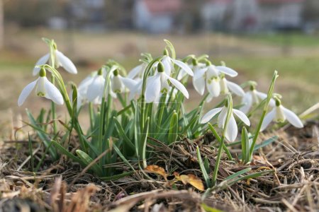 Foto de Flores blancas nevadas que crecen en el jardín. Primeros signos florales de primavera en febrero. Galanthus nivalis. - Imagen libre de derechos