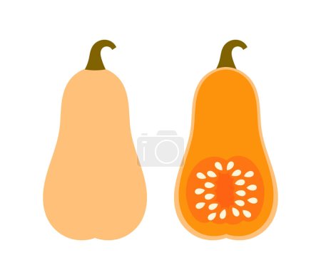 Illustration for Butternut squash with seeds. Vector illustration - Royalty Free Image