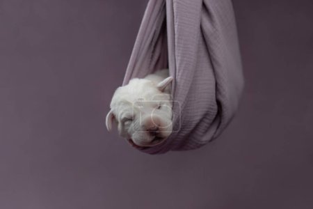 Camada de cachorro adorable recién nacido. Central Asian Shepherd perro están durmiendo en una manta