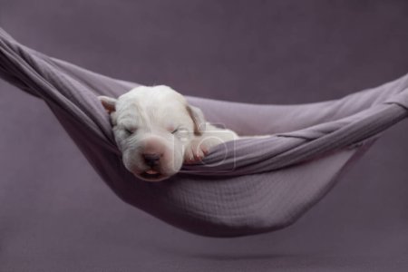 Litter of newborn adorable puppy. Central Asian Shepherd dog are sleeping on a blanket