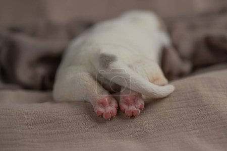Camada de cachorro adorable recién nacido. Perro pastor de Asia Central 