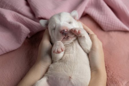 Camada de cachorro adorable recién nacido. Perro pastor de Asia Central están durmiendo en una manta rosa