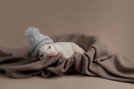 Litter of newborn adorable puppy. Central Asian Shepherd dog are sleeping on a blanket