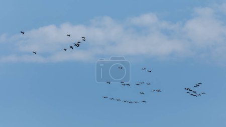 Foto de Muchos pelícanos en el aire sobre el delta del Danubio - Imagen libre de derechos