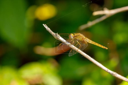 Photo for A big yellow dragonfly in the wild - Royalty Free Image