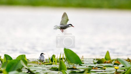 Photo for A common tern in the danube delta of romania - Royalty Free Image