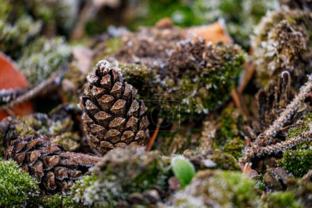 Photo for A pine cone on the ground - Royalty Free Image