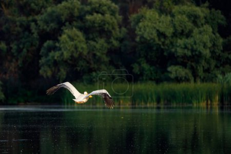 Foto de Pelican está empezando a volar en el Delta del Danubio en Rumania - Imagen libre de derechos