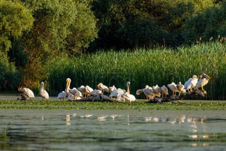 Foto de Grupo de pelícanos en los pantanos del Delta del Danubio Rumania - Imagen libre de derechos