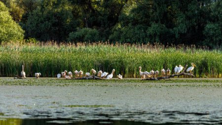 Foto de Grupo de pelícanos en los pantanos del Delta del Danubio Rumania - Imagen libre de derechos