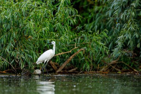 Photo for A little Egret is fishing in the Danube Delta - Royalty Free Image