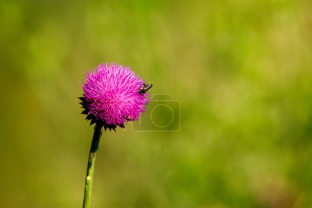 Photo for A flowering thistle on a meadow - Royalty Free Image