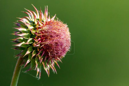 Photo for A flowering thistle on a meadow - Royalty Free Image