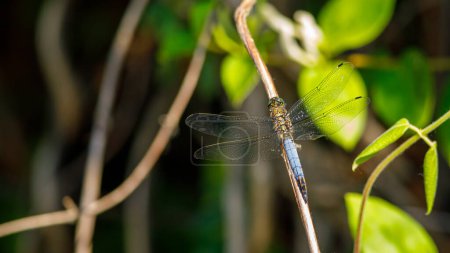 Photo for A big blue dragonfly in the wild - Royalty Free Image