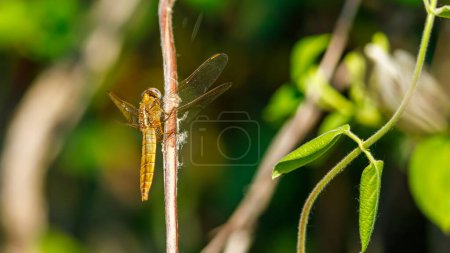 Photo for A big yellow dragonfly in the wild - Royalty Free Image