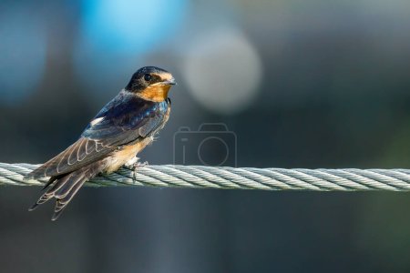 Photo for Swallows or house martins - Royalty Free Image