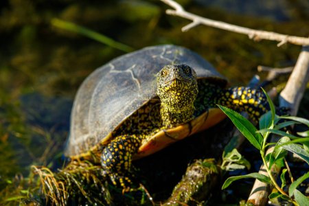 Foto de Una tortuga de estanque europea en los pantanos del delta del Danubio - Imagen libre de derechos