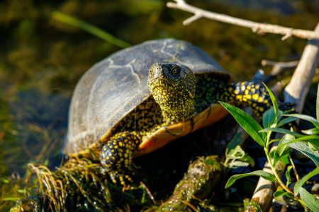 Foto de Una tortuga de estanque europea en los pantanos del delta del Danubio - Imagen libre de derechos