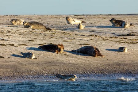 Robben ruhen am Strand von Pellworm in Schleswig-Holstein