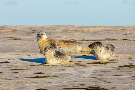 Robben ruhen am Strand von Pellworm in Schleswig-Holstein