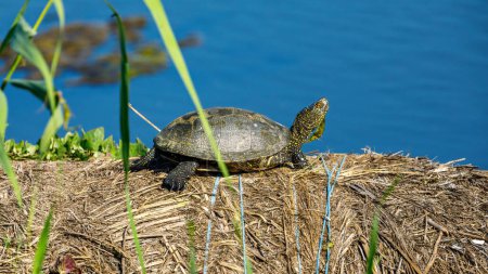 Photo for A european pond turtle in the swamps of the danube delta - Royalty Free Image