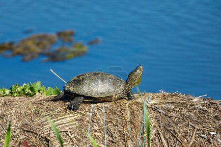 Photo for A european pond turtle in the swamps of the danube delta - Royalty Free Image
