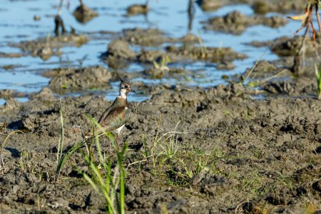 Foto de Un Lapwing en los pantanos del Delta del Danubio - Imagen libre de derechos