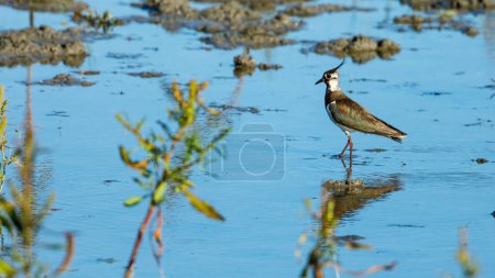 A Lapwing in the swamps of the Danube Delta