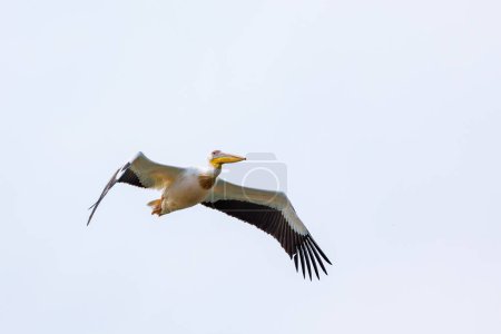 Foto de Flying Pelicans in the Danube Delta - Imagen libre de derechos