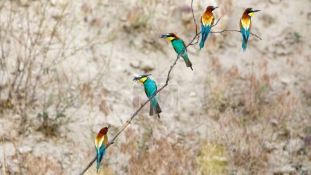 Photo for Bee Eater in the Danube Delta in Romania - Royalty Free Image