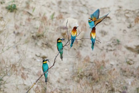 Photo for Bee Eater in the Danube Delta in Romania - Royalty Free Image