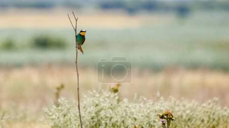 Téléchargez les photos : Bee Eater in the Danube Delta in Romania - en image libre de droit