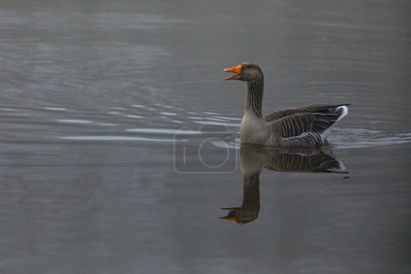 Foto de Wild Goose in the swamps and fog of the Werra River - Imagen libre de derechos