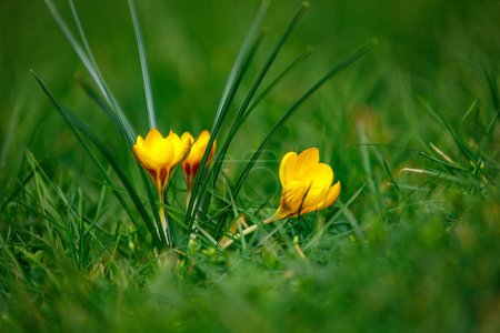 Photo for Blooming Crocus Flowers in a meadow - Royalty Free Image