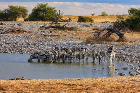 zebras in the Etosha Park in Namibia
