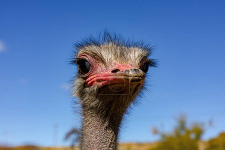 Un retrato de un avestruz
