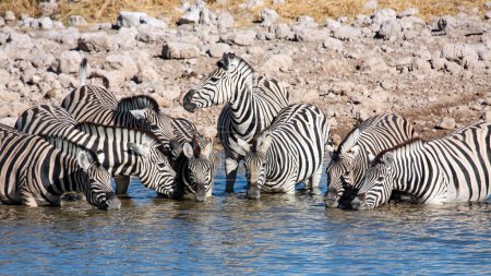 Foto de Cebras en el Parque Etosha en Namibia - Imagen libre de derechos