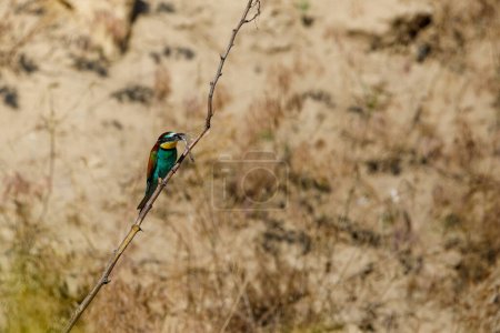 Photo for Colorful Bee Eater in the Danube Delta - Royalty Free Image