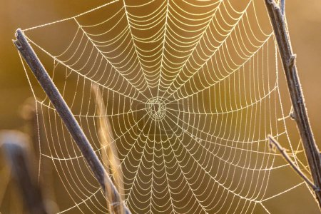 Wassertropfen in einem Spinnennetz