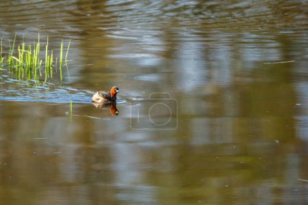 Téléchargez les photos : Un petit Grèbe dans les marais - en image libre de droit