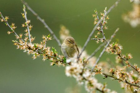 Photo for A Common Chiffchaff in the wild - Royalty Free Image
