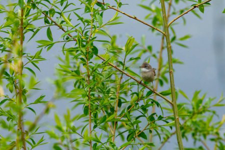 Photo for A whitethroat in the wild - Royalty Free Image