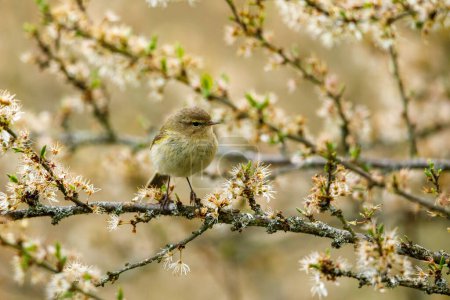 Photo for A Common Chiffchaff in the wild - Royalty Free Image