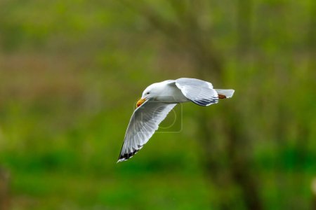 Téléchargez les photos : Un Goéland argenté au vol - en image libre de droit