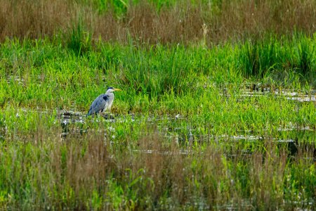 Téléchargez les photos : Un héron gris dans les zones humides - en image libre de droit