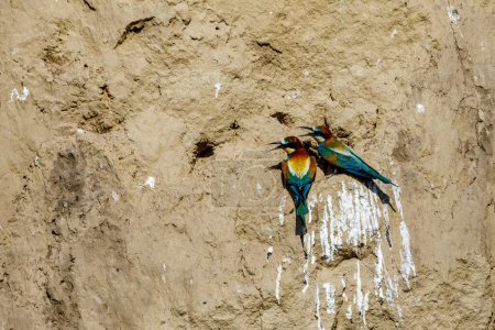 Téléchargez les photos : Mangeur d'abeilles coloré dans le delta du Danube - en image libre de droit