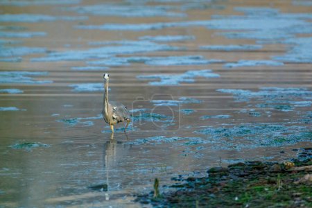 Téléchargez les photos : Un héron gris dans les zones humides - en image libre de droit