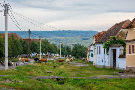 Téléchargez les photos : Vaches dans le village de Viscri en Roumanie, 15 juillet 2022 - en image libre de droit
