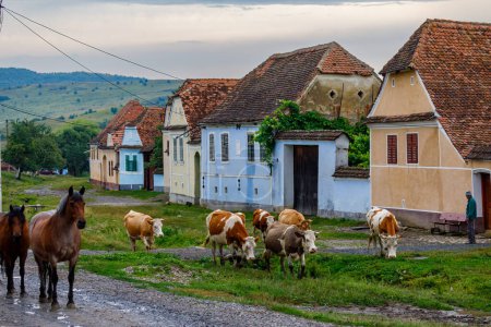 Téléchargez les photos : Vaches dans le village de Viscri en Roumanie, 15 juillet 2022 - en image libre de droit